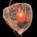 Lampionblume Physalis Chinese Lanterns - Physalis alkekengi - Samen