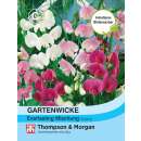 Wicke, Gartenwicke Everlasting Mischung - Lathyrus latifolius - Samen