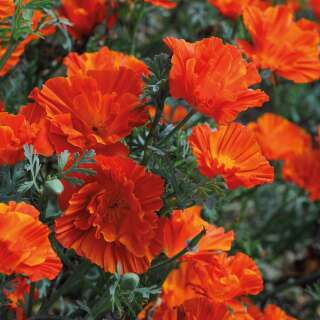 Kalifornischer Mohn Copper Swirl - Eschscholzia californica - Samen