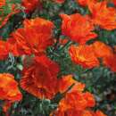 Kalifornischer Mohn Copper Swirl - Eschscholzia...