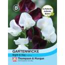 Wicke, Gartenwicke Night & Day - Lathyrus odoratus - Samen