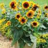 Sonnenblume Solar Flash F1 - Helianthus annuus - Samen