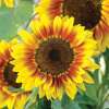 Sonnenblume Solar Flash F1 - Helianthus annuus - Samen