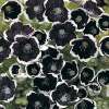 Hainblume, Liebeshainblume Pennie Black - Nemophila menziesii - Samen