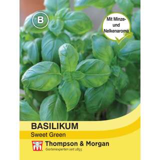 Basilikum Sweet Green - Ocimum basilicum - Samen