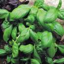 Basilikum Sweet Green - Ocimum basilicum - Samen