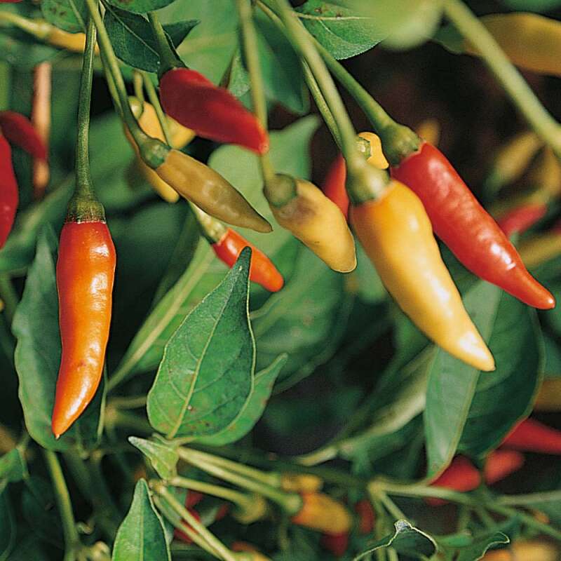 Chili Tabasco - Capsicum frutescens - Samen