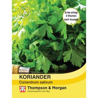 Koriander - Coriandrum sativum - Samen