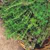 Thymian Old English - Thymus vulgaris - Samen