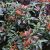 Chili Demon Red - Capsicum frutescens - Samen