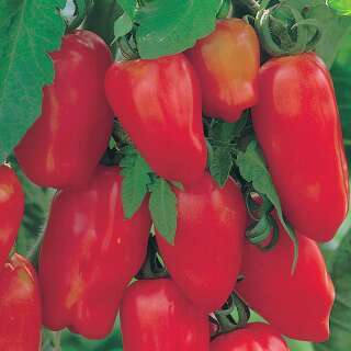 Tomate San Marzano Lungo F1 - Solanum Lycopersicum L. -...