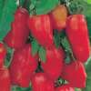 Tomate San Marzano Lungo F1 - Solanum Lycopersicum L. - Samen