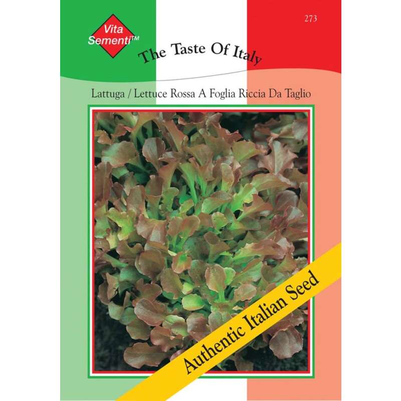 Pflücksalat Rossa a Foglia Riccia da Tavolo - Lactuca sativa - Samen