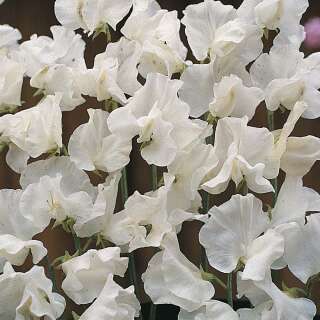 Wicke, Gartenwicke White Supreme - Lathyrus odoratus - Samen