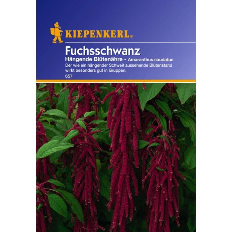 Amaranth, Fuchsschwanz - Amaranthus caudatus  - Samen