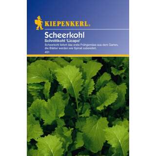 Schnittkohl, Scheerkohl Licapo - Brassica napus var. pabularia - Samen