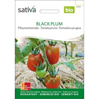 Tomate Black Plum - Lycopersicon esculentum -biologische...