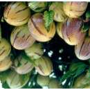 Tzimbalo Mini-Pepino - Solanum caripense - Samen