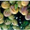 Tzimbalo Mini-Pepino - Solanum caripense - Samen