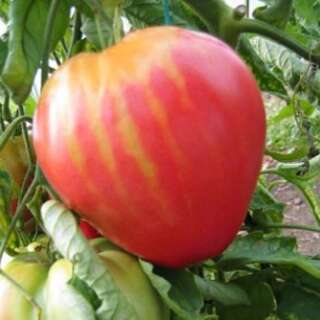 Tomate Ochsenherz rotes - Lycopersicon esculentum -...