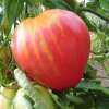 Tomate Ochsenherz rotes - Lycopersicon esculentum - Demeter biologische Samen