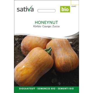 Kürbis Honeynut - Cucurbita moschata - Demeter Biologische Samen