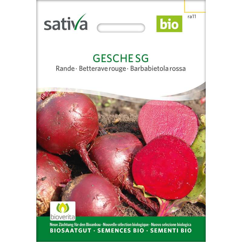Rande, Rote Bete Gesche - Beta vulgaris conditiva  - BIOSAMEN