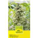 Quinoa, Inkakorn - Chenopodium quinoa (Amaranthaceae) -...