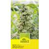 Quinoa, Inkakorn - Chenopodium quinoa (Amaranthaceae) - Samen