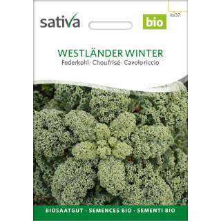 Federkohl, Grünkohl Westländer Winter - Brassica oleracea var. sabellica - Demeter Biologische Samen