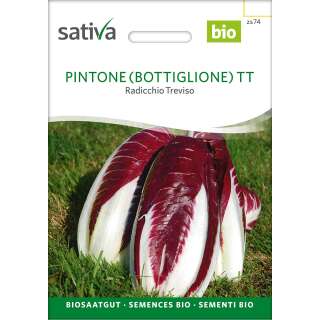 Radicchio/Treviso Pintone TT - Cichorium endivia - Demeter Biologische Samen
