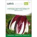 Radicchio/Treviso Pintone TT - Cichorium endivia -...