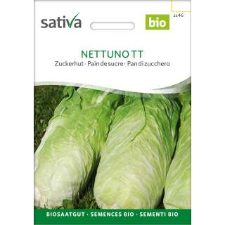 Zuckerhut Nettuno TT - Cichorium endivia - Demeter Biologische Samen