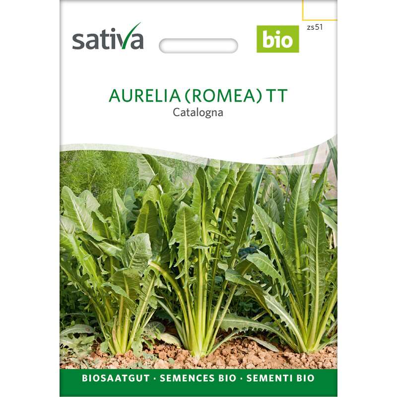 Zichoriensalat Catalogna Aurelia TT - Cichorium endivia - Demeter Biologische Samen