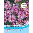 Cosmea, Schmuckkörbchen Capriola - Cosmos bipinnatus...