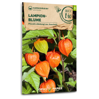 Lampionblume - Physalis franchetii  - Biosamen