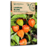 Lampionblume - Physalis franchetii  - Biosamen