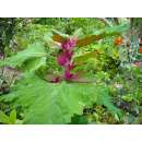 Baumspinat - Chenopodium giganteum  - BIOSAMEN