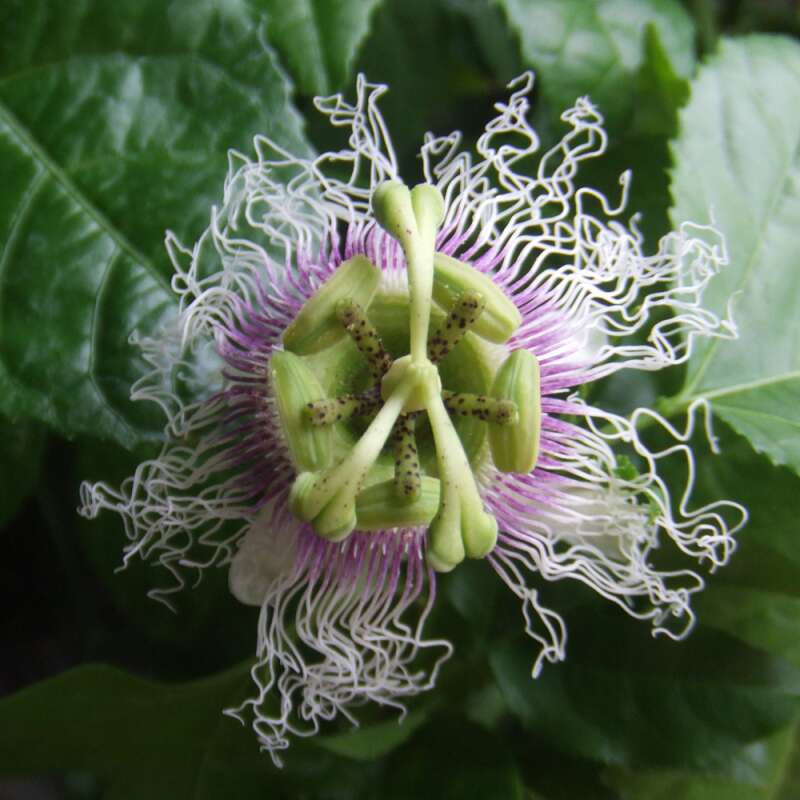 Maracuja Samen Süß Passiflora edulis Neu 40x Passionsfrucht 