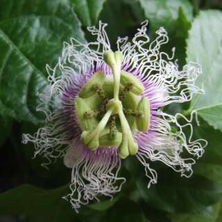 Maracuja, Purpurgranadilla - Passiflora edulis f. edulis...