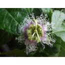 Maracuja, Purpurgranadilla - Passiflora edulis f. edulis...