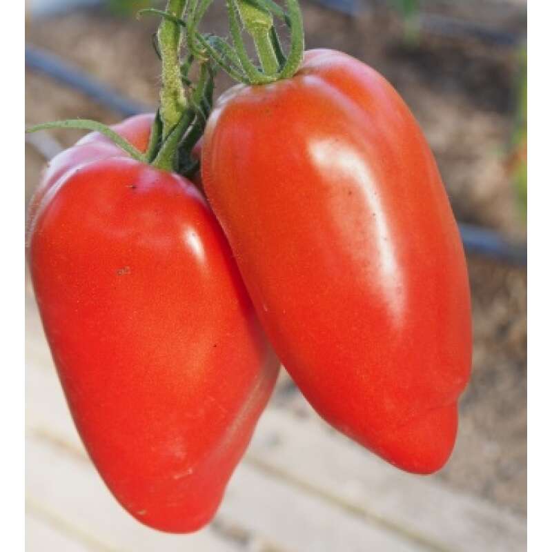 Tomate San Marzano - Lycopersicon esculentum - Demeter Bio-Samen