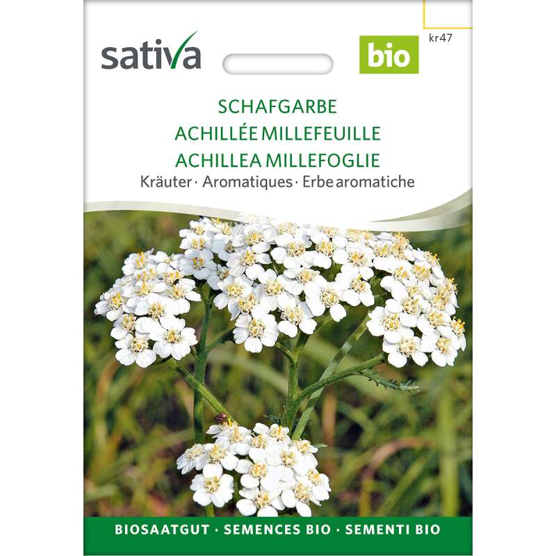 Schafgarbe 600 Samen Ziehrpflanze 001407 Heilpflanze Achillea Millefolium 