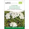 Schafgarbe - Achillea millefolium - Biosamen