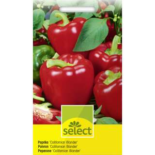 Gemüsepaprika Californian Wonder - Capsicum annuum -...