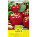 Gemüsepaprika Californian Wonder - Capsicum annuum -...