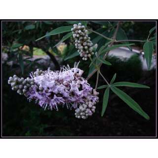 Mönchspfeffer - Vitex agnus-castus  - BIOSAMEN