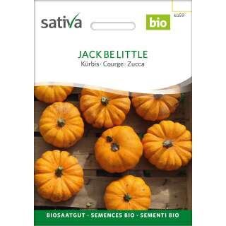 Kürbis Jack be little - Cucurbita  - BIOSAMEN