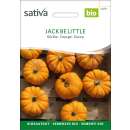 Kürbis Jack be little - Cucurbita  - BIOSAMEN