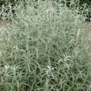 Silberraute, westlicher Beifuss - Artemisia ludoviciana -...